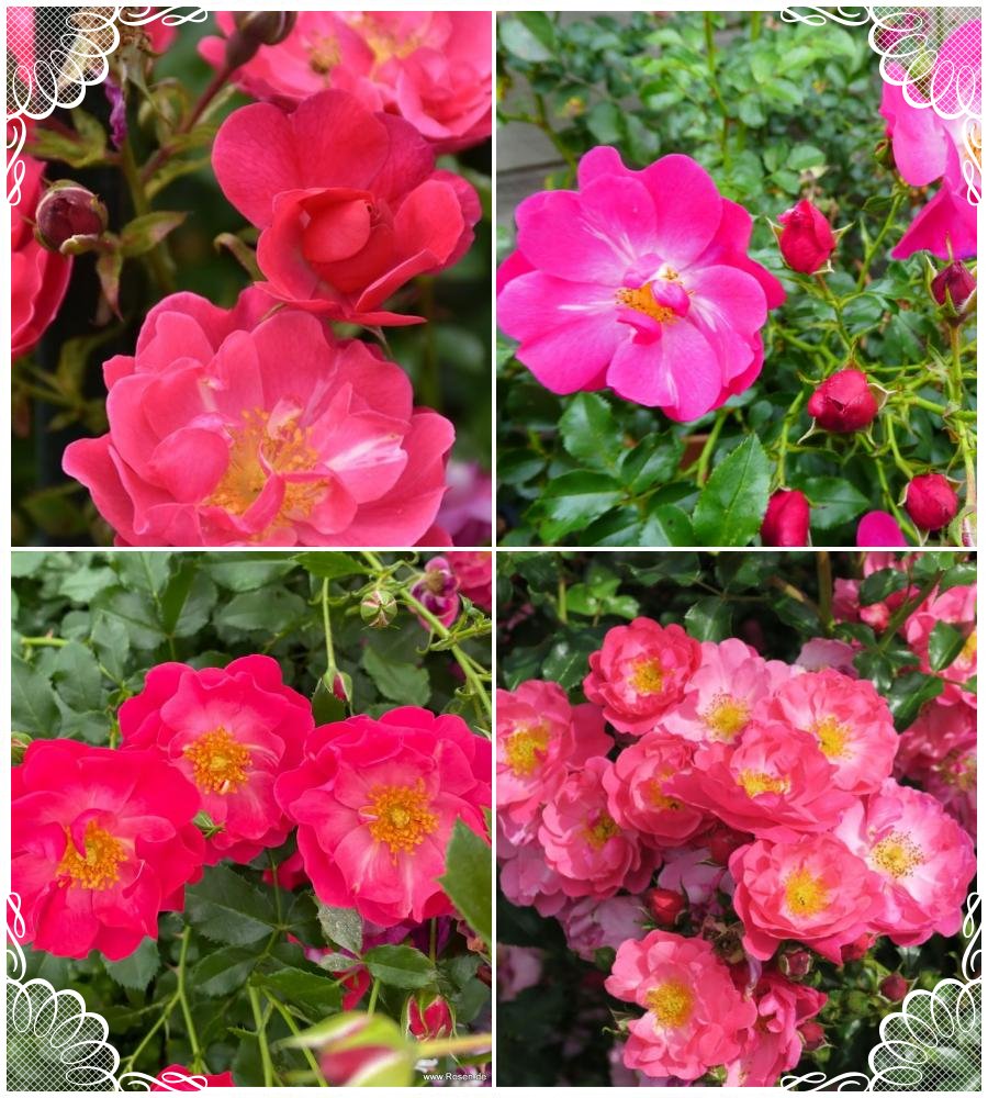 Hotline róże okrywowe